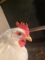 10 witte leg kippen 23 weken net aan de leg, Dieren en Toebehoren