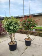 Photinia en Elaeagnus meerstammig, Tuin en Terras, Ophalen, Halfschaduw, Overige soorten, Lente
