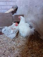 Haan zoekt hen, Dieren en Toebehoren, Pluimvee, Mannelijk, Kip