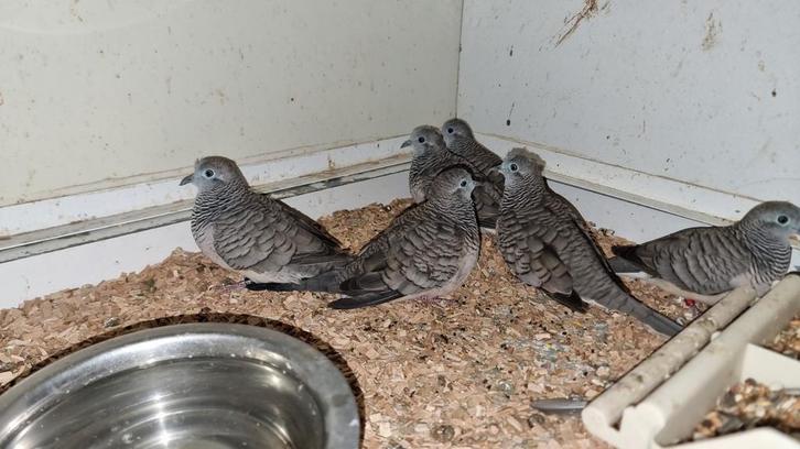 Vredesduifjes 2025, Dieren en Toebehoren, Vogels | Duiven, Postduif, Meerdere dieren