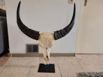 Kop waterbuffel. Hoogte inclusief is 93 cm, breedte is 79 cm, Ophalen