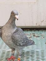 Rubella postduiven, Dieren en Toebehoren, Meerdere dieren, Postduif