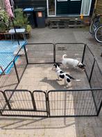 Puppyren van Benchkoning, Ophalen, Zo goed als nieuw, 110 cm of meer, Minder dan 65 cm