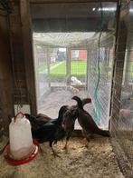 O shamo kippen, Dieren en Toebehoren, Pluimvee, Meerdere dieren, Kip