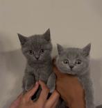 2 Britse korthaar kittens beschikbaar, Dieren en Toebehoren, Katten en Kittens | Dekkaters