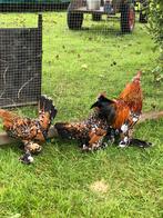 Sabelpoot krielen kriel, Dieren en Toebehoren, Pluimvee, Meerdere dieren, Kip