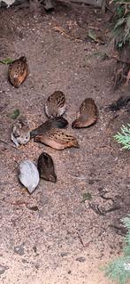 Chinese dwerkwartels, 0 tot 2 jaar