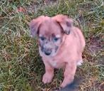 Nog 1 teefje over., Dieren en Toebehoren, 8 tot 15 weken, Teef, Meerdere, Nederland