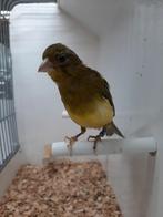 Raza- Man., Dieren en Toebehoren, Vogels | Kanaries, Mannelijk