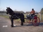sulky, Dieren en Toebehoren, Rijtuigen en Koetsen, Zo goed als nieuw, Sulky, Paard