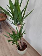 Nieuwe kamerplant Yucca, Huis en Inrichting, Kamerplanten, 100 tot 150 cm, Yucca, Groene kamerplant, Halfschaduw