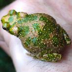 Bufo brongersmai, prachtige kleine padjes, Dieren en Toebehoren, Reptielen en Amfibieën, 0 tot 2 jaar