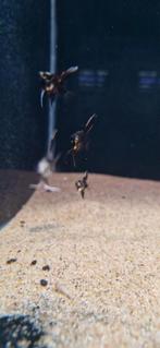 Diverse soorten maanvissen, Dieren en Toebehoren, Vis