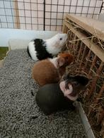 Drie (haarloze) cavia's zoeken een nieuw huisje, Dieren en Toebehoren, Knaagdieren, Januari, Meerdere dieren, Cavia