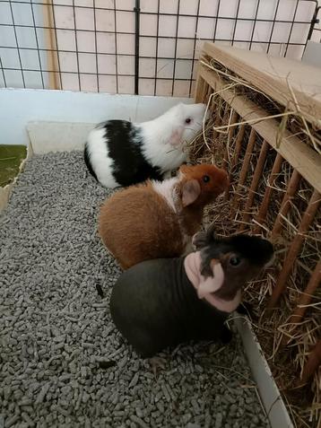 Drie (haarloze) cavia's zoeken een nieuw huisje beschikbaar voor biedingen