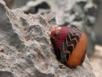 Vittina waigiensis De rode renslak beschikbaar voor biedingen