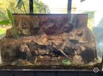 groot paludarium/terrarium met custom belichting, Dieren en Toebehoren, Ophalen of Verzenden, Terrarium of Paludarium