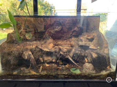 groot paludarium/terrarium met custom belichting, Dieren en Toebehoren, Reptielen en Amfibieën | Toebehoren, Terrarium of Paludarium