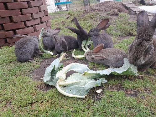 Vlaamse reuzen, Dieren en Toebehoren, Konijnen, Groot, Meerdere dieren, 0 tot 2 jaar