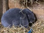 NHD rammetje kleur blauw, Dieren en Toebehoren, Konijnen, Mannelijk, Dwerg