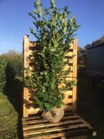 Mooie goed vertakte laurier struiken tot 225 cm, Tuin en Terras, Planten | Bomen, Bloeit niet, Halfschaduw, 100 tot 250 cm, Overige soorten