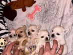 Pups Chihuahua, Rabiës (hondsdolheid), 8 tot 15 weken, Meerdere, Meerdere dieren