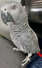 Handtamme goed pratende grijze roodstaart papegaa te koop!, Dieren en Toebehoren, Vogels | Parkieten en Papegaaien, Mannelijk