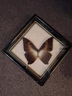 Morpho Vlinder in Lijst, Verzamelen, Dierenverzamelingen, Ophalen of Verzenden, Insect, Opgezet dier