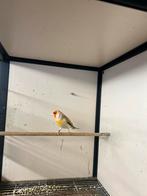 Te koop bastaard putter man 2023, Dieren en Toebehoren, Mannelijk, Wildzangvogel, Geringd