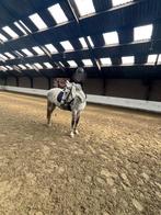 Verzorgpaard/ pony gezocht verzorgster aangeboden, Ophalen of Verzenden