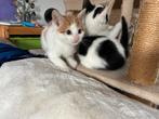 Nog 2 (van 6) Lieve kittens zoeken een nieuw thuis, Dieren en Toebehoren, Katten en Kittens | Overige Katten, Meerdere dieren