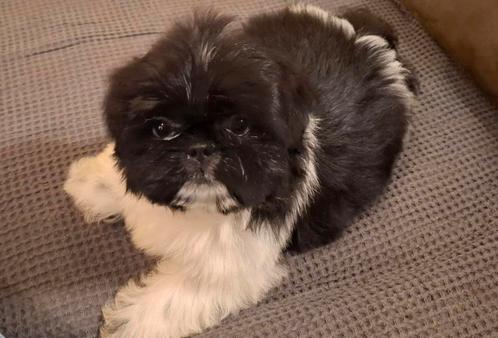 Boomer reutje, Dieren en Toebehoren, Honden | Chihuahua's en Gezelschapshonden, Reu, Overige rassen, Particulier, Eén hond, Nederland