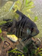 Maanvis, Dieren en Toebehoren, Vissen | Aquariumvissen, Vis