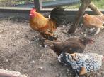 Broeideieren sabelpootkriel, Dieren en Toebehoren, Geslacht onbekend, Kip