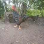 Dubbelgezoomde Barnevelder groot, Dieren en Toebehoren, Pluimvee, Meerdere dieren, Kip