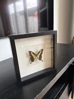 Vlinder, Ophalen, Nieuw, Insect, Opgezet dier