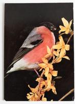 Goudvink op forsythia tak, Ophalen of Verzenden, 1980 tot heden, Ongelopen, Vogel