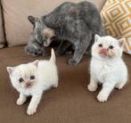 Britse Korthaar Kittens, Dieren en Toebehoren, Katten en Kittens | Raskatten | Korthaar, Meerdere dieren, Ontwormd, 0 tot 2 jaar