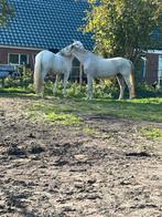 Leuke stal heeft plekje vrij, Dieren en Toebehoren, Stalling en Weidegang, Stalling