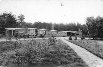 (387-223-015) Ermelo Dennenheul beschikbaar voor biedingen