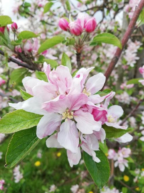 fruitbomen, Tuin en Terras, Planten | Fruitbomen, Perenboom, Ophalen of Verzenden