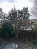 Olijfboom te koop, Tuin en Terras, Planten | Bomen, Ophalen, Halfschaduw, Olijfboom, 250 tot 400 cm