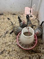 4 chabo hennetjes, Dieren en Toebehoren, Pluimvee, Vrouwelijk, Kip
