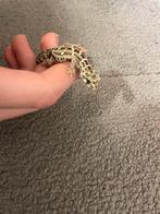 Hemidactylus imbricatus 1.0, Dieren en Toebehoren, Reptielen en Amfibieën, Hagedis, 3 tot 6 jaar