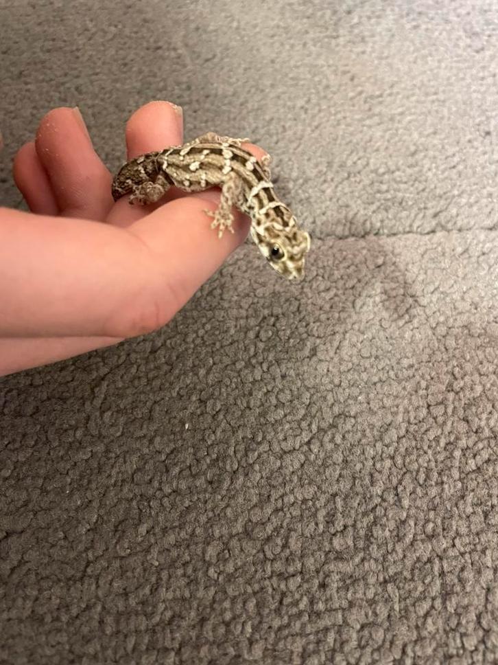 Hemidactylus imbricatus 1.0, Dieren en Toebehoren, Reptielen en Amfibieën, Hagedis, 3 tot 6 jaar