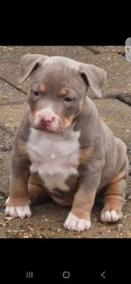 Mooie bully pocket pups mogen nest verlaten 9 weken oud, Dieren en Toebehoren, Honden | Bulldogs, Pinschers en Molossers, CDV (hondenziekte)
