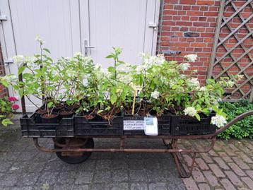 Bloeiende Hydrangea pa. 'Grandiflora' (Hortensia) in pot! beschikbaar voor biedingen