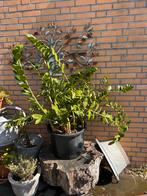 Zamioculcas Zamiifolia - 130 cm, Ophalen, 100 tot 150 cm, Overige soorten, Halfschaduw