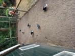 8 jonge Lehore duiven, Dieren en Toebehoren, Meerdere dieren, Overige soorten