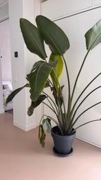 230cm Strelizia nicolai, Huis en Inrichting, Kamerplanten, Ophalen, 200 cm of meer, Overige soorten, In pot
